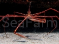 phoca_thumb_l_Stenorhynchus_seticornis1s_big.jpg