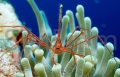 70163548-Spider-hermit-crab-Stenorhynchus-seticornis-Netherlands-Antilles-Bonaire-Caribbean-Sea.jpg
