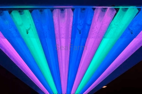t5_greatbarrier_turquoise(2).jpg