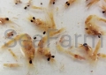 Fauna Marin Arctic Plankton.webp