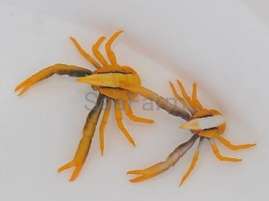 allogalathea elegans (Premium Colour) - odłów ręczny, bez trucizn 