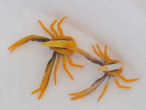 Allogalathea-elegans.jpg