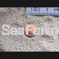 white-sand-05-1mm~2.png