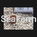 white-sand-2-3mm~2.png