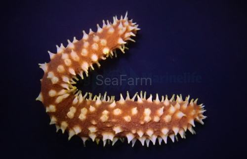 holothuria_mertensiothuria_hilla_wm.jpg