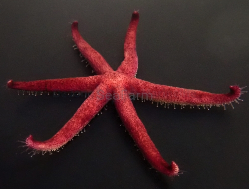 echinaster_luzonicus_wm (1).jpg