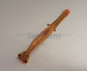 Leander plumosus  -  odłów ręczny, bez trucizn   