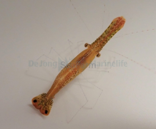 leander_plumosus_2_wm.jpg