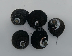 Margarites pupillus  -  odłów ręczny, bez trucizn  