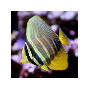 Zebrasoma veliferum 