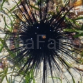 diadema-setosum-diadeem-zeeëgel-160308970.jpg
