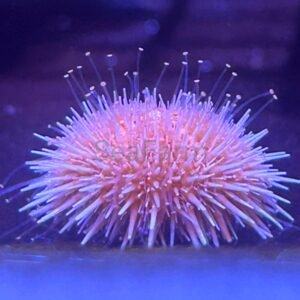 Salmacis spp. "Pink Lady" -  jeżowiec - odłów ręczny, bez trucizn