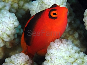 Neocirrhites armatus- odłów ręczny, bez trucizn  