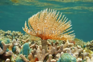 Sabellastarte magnifica (Cuba) - odłów bez trucizn