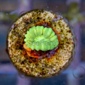 Caulastraea sp.  "SF Fluo Green" nr 1