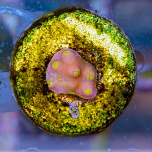 Turbinaria mesenterina "Yellow Dots" - DCW nr 1   