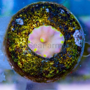 Turbinaria mesenterina "Yellow Dots" - DCW nr 2