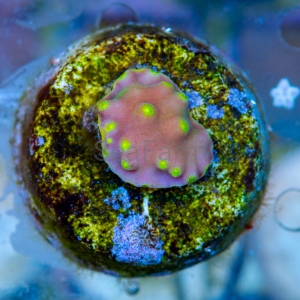 Turbinaria mesenterina "Yellow Dots" - DCW nr 3