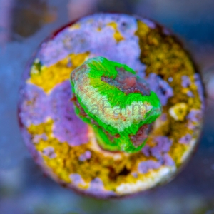 Favia sp. "Alien Eye" DCW  nr  1  