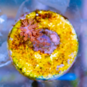 Gorgonia Muricea elongata - WYSIWYG nr 1