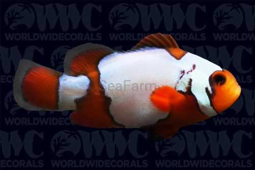 2141529.webp