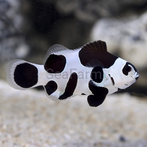 Amphiprion ocellaris "Black Storm"- hodowla DJM 