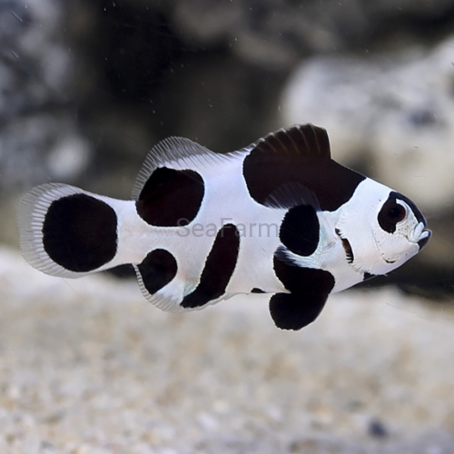 palhaco-black-storm-pair-tb-amphipron-ocellaris.jpg