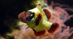 Amphiprion epigrammata "Gold Nugget"- hodowla DJM 
