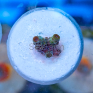Acropora florida - "Honey Green" - WYSIWYG nr 1