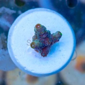 Acropora florida - "Honey Green" - WYSIWYG nr 3