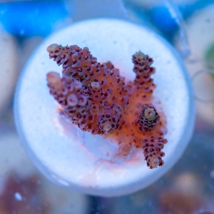 Acropora  millepora- "Pink Gold" - WYSIWYG nr 5