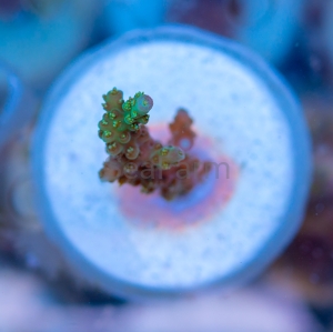 Acropora  chesterfieldensis- "Mint Green" - WYSIWYG nr 2