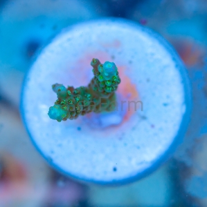 Acropora  chesterfieldensis- "Mint Green" - WYSIWYG nr 3