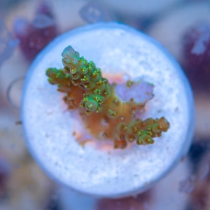 Acropora  chesterfieldensis- "Mint Green" - WYSIWYG nr 6