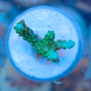 Acropora  chesterfieldensis- "Mint Green" - WYSIWYG nr 7