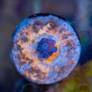 Acropora gomezi - "Paradise Blue" - WYSIWYG nr 2