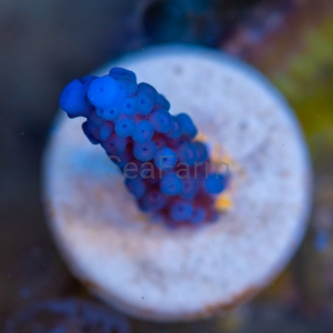 Acropora gomezi - "Paradise Blue" - WYSIWYG nr 3