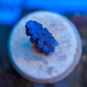 Acropora gomezi - "Paradise Blue" - WYSIWYG nr 4