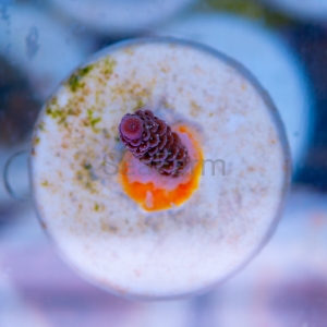 Acropora millepora - "Rainbow Millie" - WYSIWYG nr 2