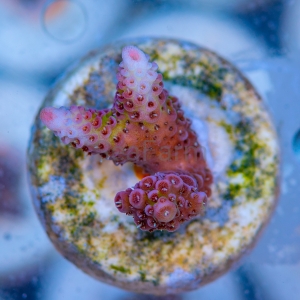 Acropora millepora - "Rainbow Millie" - WYSIWYG nr 8