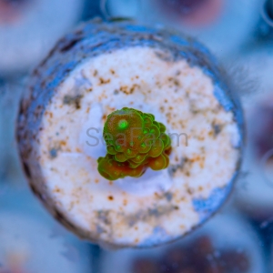 Acropora humilis - "Big Hulk" - WYSIWYG nr 2
