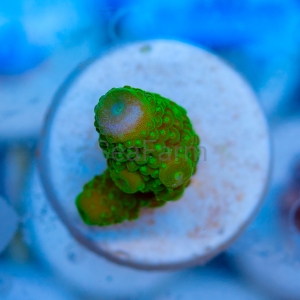 Acropora humilis - "Big Hulk" - WYSIWYG nr 3