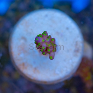 Acropora nana - "Tricolor nana" - WYSIWYG nr 2