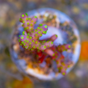 Acropora nana - "Tricolor nana" - WYSIWYG nr 5