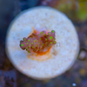 Acropora nana - "Tricolor nana" - WYSIWYG nr 9