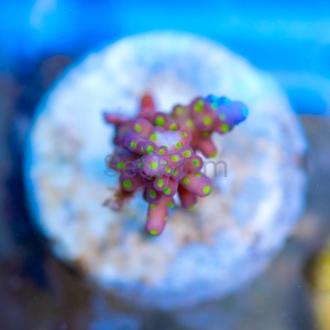 Acropora nana - "Tricolor nana" - WYSIWYG nr 10