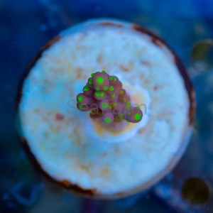Acropora nana - "Tricolor nana" - WYSIWYG nr 11
