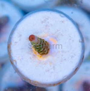 Acropora formosa - "Bright Green" - WYSIWYG nr 1