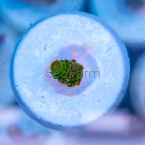 Acropora formosa - "Bright Green" - WYSIWYG nr 2