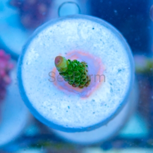 Acropora formosa - "Bright Green" - WYSIWYG nr 3